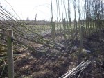 hedge being prepared