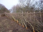 hedge that we layed for British Waterways